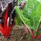 chard.jpg