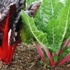 chard_large.jpg