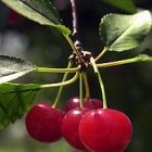 cherries_200.jpg