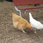 chickens.jpg