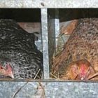 chickens_300.jpg