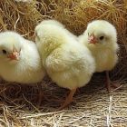 chicks_birdnote.jpg