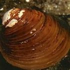 clam.jpg