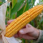 corn.jpg