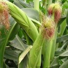 corn_600.jpg
