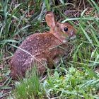 cottontail_340x255.jpg