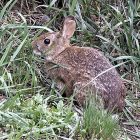 cottontail_600.jpg