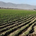 covercrops2.jpg