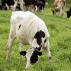 cow.jpg