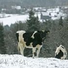 cow-1_150.jpg