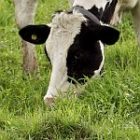 cow0630_150.jpg
