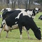 cow_150.jpg