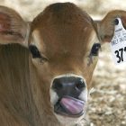 cow_3.jpg