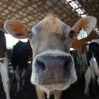 cow_face.jpg