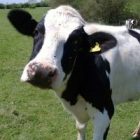 cow_holstein.jpg