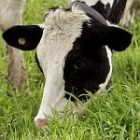 cowgraze_150.jpg