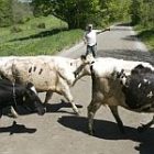 cows.jpg