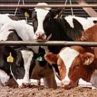 cows_2.jpg