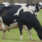 cows_340x255.jpg