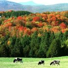 cows_600.jpg