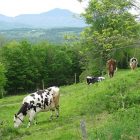 cows_600_2.jpg