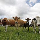 cows_600x450.jpg