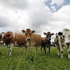 cowsbluesky_300.jpg