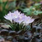 crocus_cropped.jpg