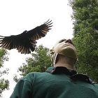 crow.jpg