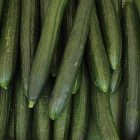 cucumbers_300.jpg