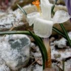 cw-2009-apr12-crocus015Bsmall5D.jpg