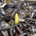 cw-2009-march19-crocus.jpg