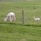 cw-newalpacas2.jpg