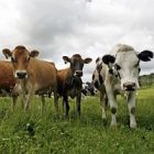 dairy1006square.jpg