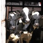 dairy_cows_0312.jpg