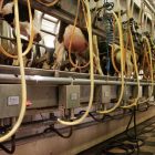 dairy_farms.jpg