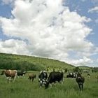 dairyfarm0724_150.jpg