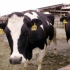 dairyfarm2.jpg
