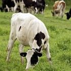 dairythurs.jpg
