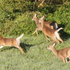 deer.jpg