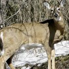 deer_340x255.jpg