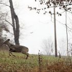 deer_ap_photo_keith_srakocic_ap061127010728.jpg