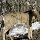 deer_used_021712_file_toby_ap080317144386.jpg