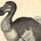 dodo.jpg
