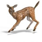 doe.jpg