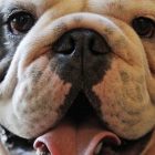 dog_closeup.jpg