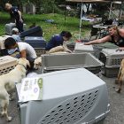 dogs_3.jpg