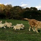 dogs_340x255.jpg