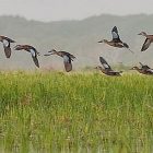 ducks_2.jpg