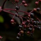 elderberries_jimmead_cms_dark.jpg